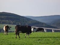 Côte de Ligneuville von Pont