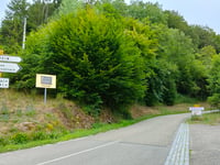 Côte du Château du Windstein von Jaegerthal