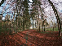Côte du Chemin de Mons von Houdain les Bavay