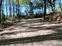 Cotón Negro von Augapesada über Bosque de Ovellas