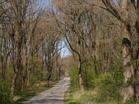 De Koerbelt von Keizersdijk