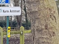 Den Ast