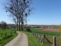 Dennebosberg von Berg