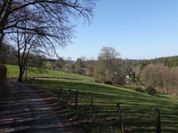 Dicke Hecke von Vicht