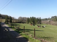 Dicke Hecke von Vicht