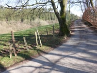 Dicke Hecke von Vicht