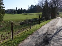 Dicke Hecke von Vicht