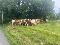 Eikamp da Scherf