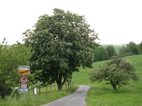 Emmeroth von Fronhoven