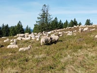 Feldberg vanuit Bärental
