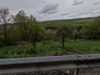 Fichtenkopf von Assmanshausen