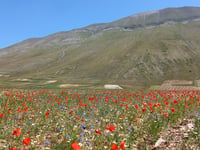 Forca di Presta da Castelluccio