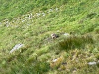 Franz-Josefs-Höhe por Grossglockner Hochalpenstrasse
