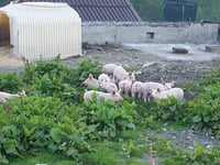 Furkapass