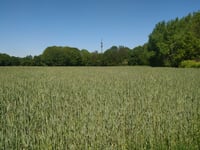 Gansenberg von Hünxe