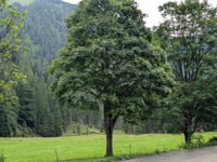 Gernalm