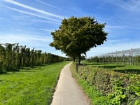 Groenendalsberg