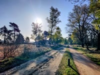 Kleine Koningsbelt von Haarle