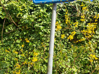 Grote Meur von Langdorp