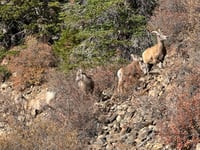 Guanella Pass depuis Georgetown