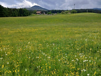 Gurnigelpass da Rüti