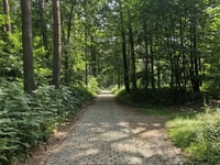 Trouée d'Hallerbos / Hallerbos über Kapittel