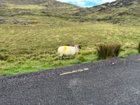 Healy Pass von Adrigole