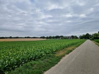 Heiberg