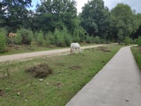 Herikhuizerweg von Velp
