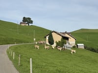 Hochhamm von Schwandsbrugg