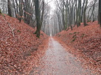 Holleweg von Kasteel Doorwerth
