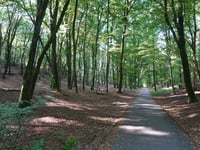 Holleweg von Kasteel Doorwerth