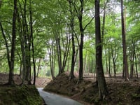 Rozenbos / Holleweg
