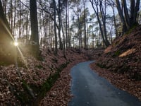 Rozenbos / Holleweg