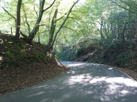 Holliguette