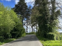 Holliguette
