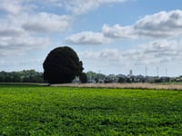 Hongersberg von Widooie