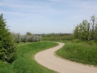 Hooilingen from Schalkhoven