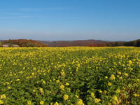 Hordtberg vanuit Oberbonsfeld