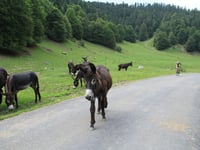 Hourquette d'Ancizan da Payolle