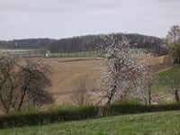 Hulsveld