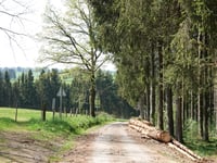 Im Himmelchen von Champagne