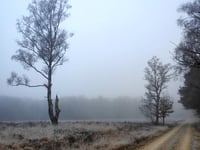 Imbos from Landgoed Boshul