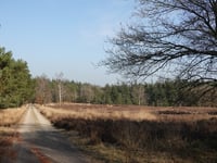 Imbos from Landgoed Boshul
