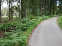 In Dicken Bruch von Rott