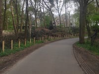 Kabeljauw
