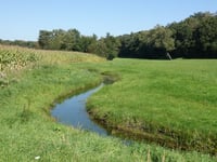 Kabeljauw