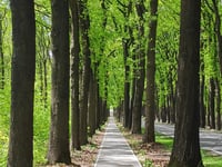 Kapellenberg von Velp