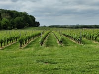 Kiezelingenbos da Genoelselderen