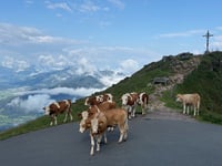 Kitzbüheler Horn